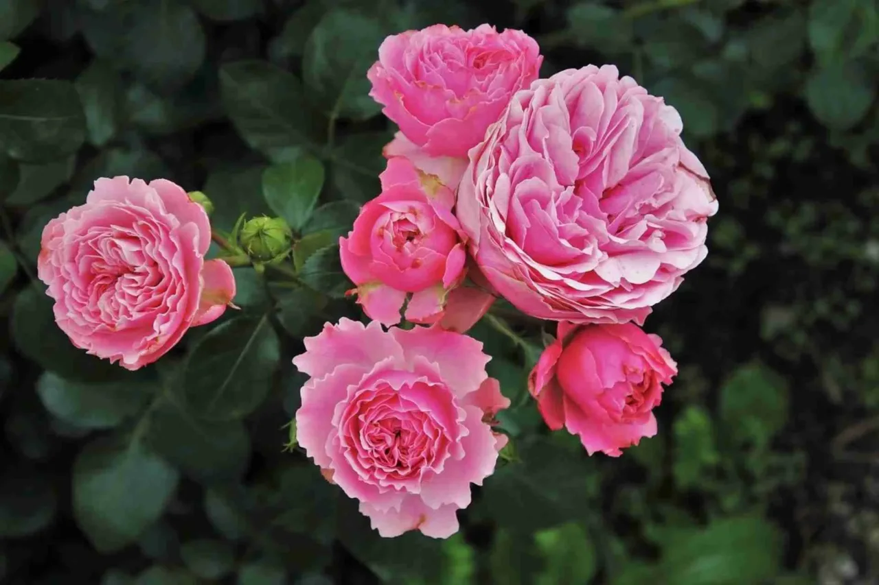 Idee per una bordura spettacolare con le peonie Immagine selezionata