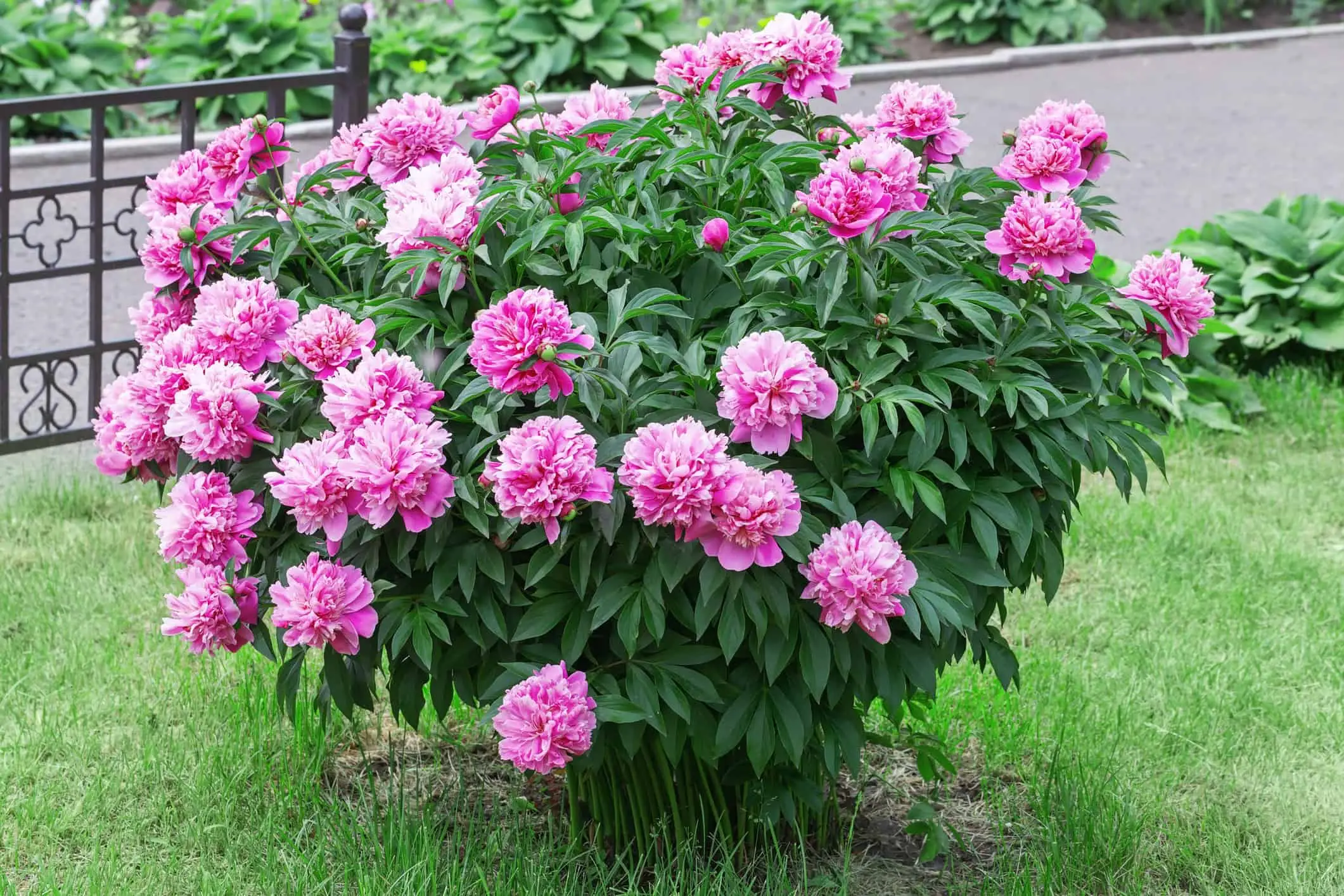 Idee per una bordura spettacolare con le peonie Immagine selezionata