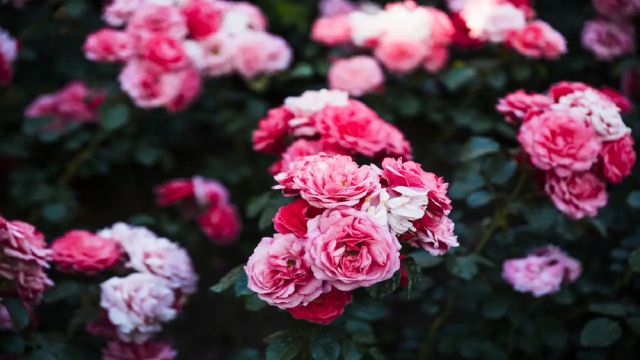 Idee per una bordura spettacolare con le peonie Immagine selezionata