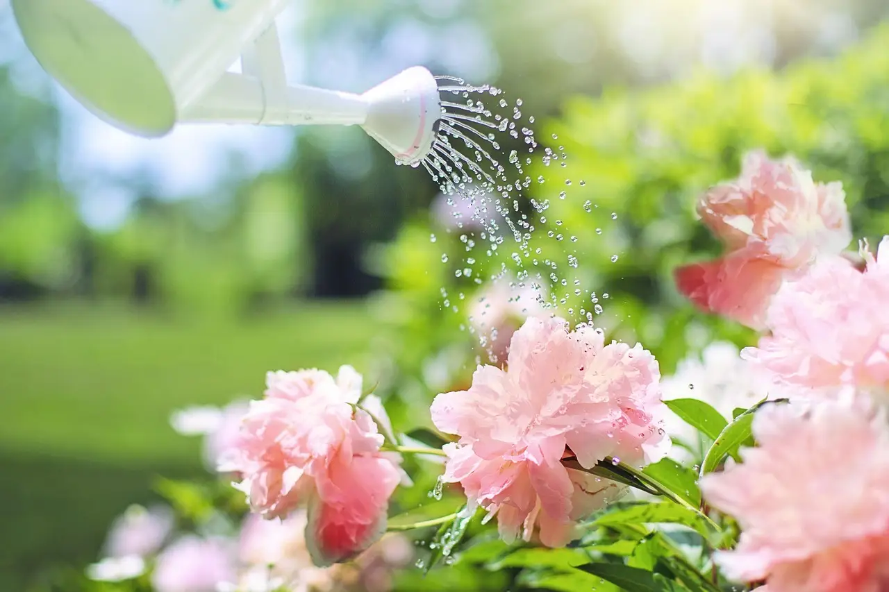 Idee per una bordura spettacolare con le peonie Immagine selezionata