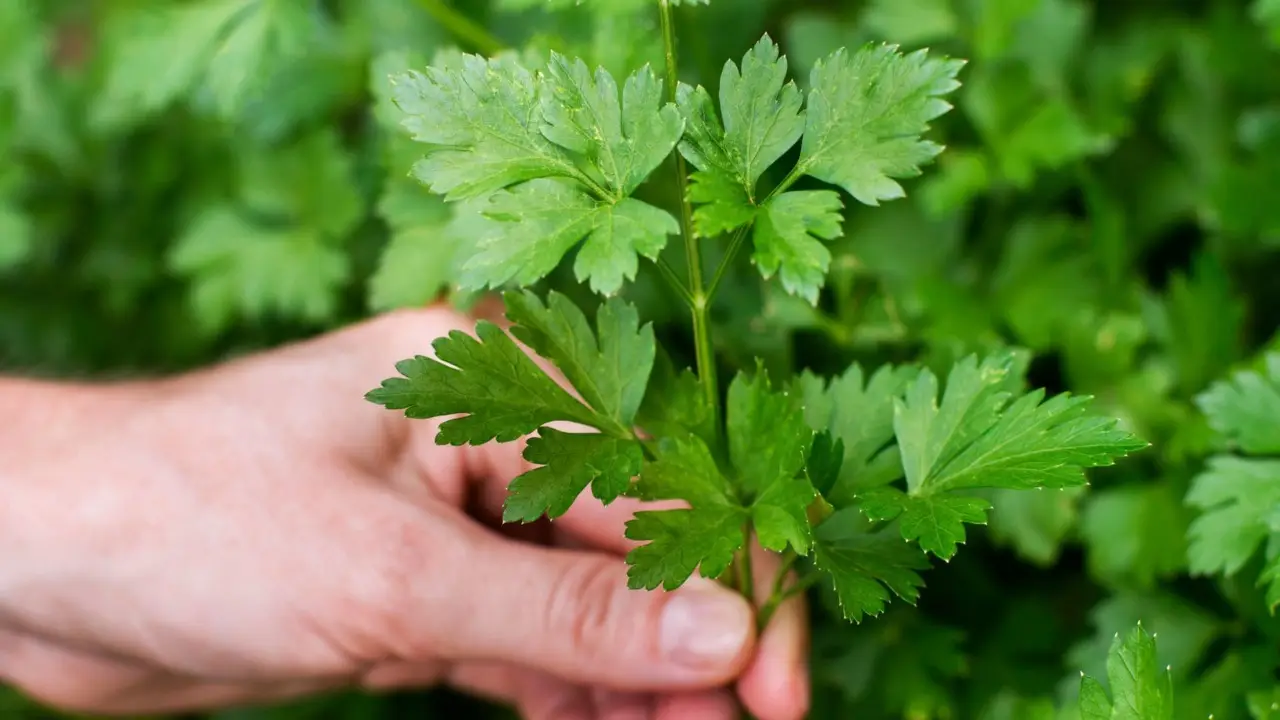 Prezzemolo: ecco il metodo per moltiplicarlo facilmente