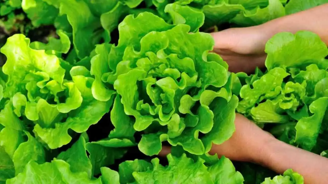 Guida alla coltivazione continua dell’insalata Guida alla coltivazione continua dell’insalata
