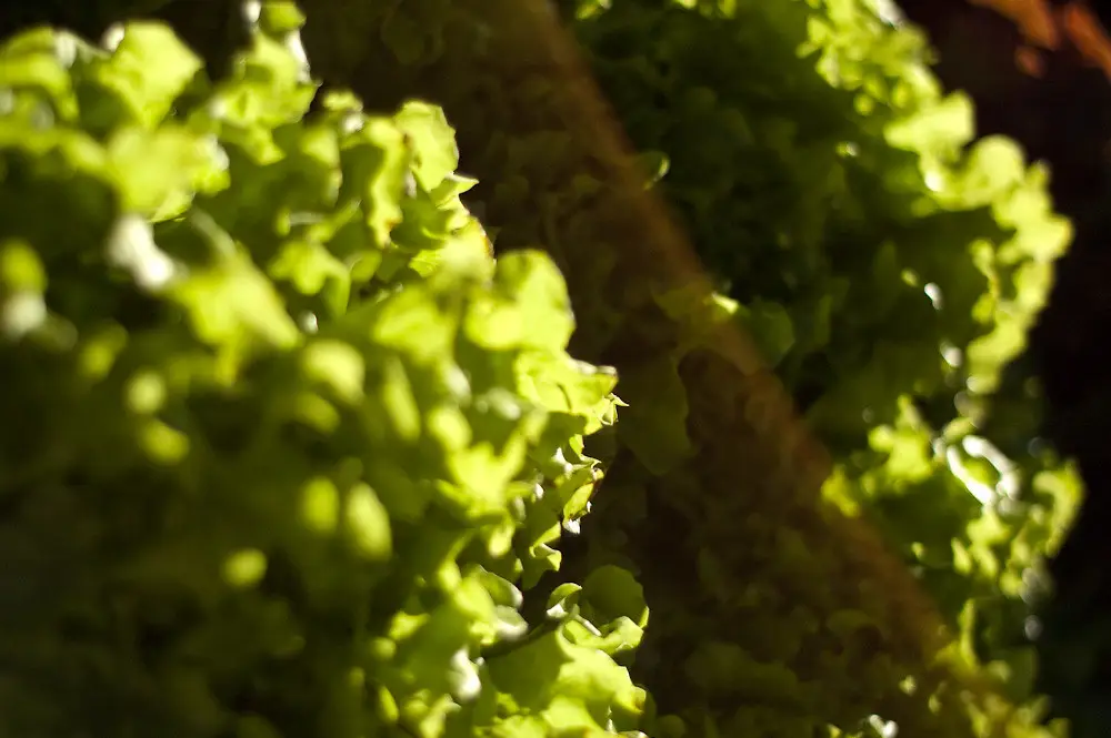 Guida alla coltivazione continua dell’insalata Immagine selezionata