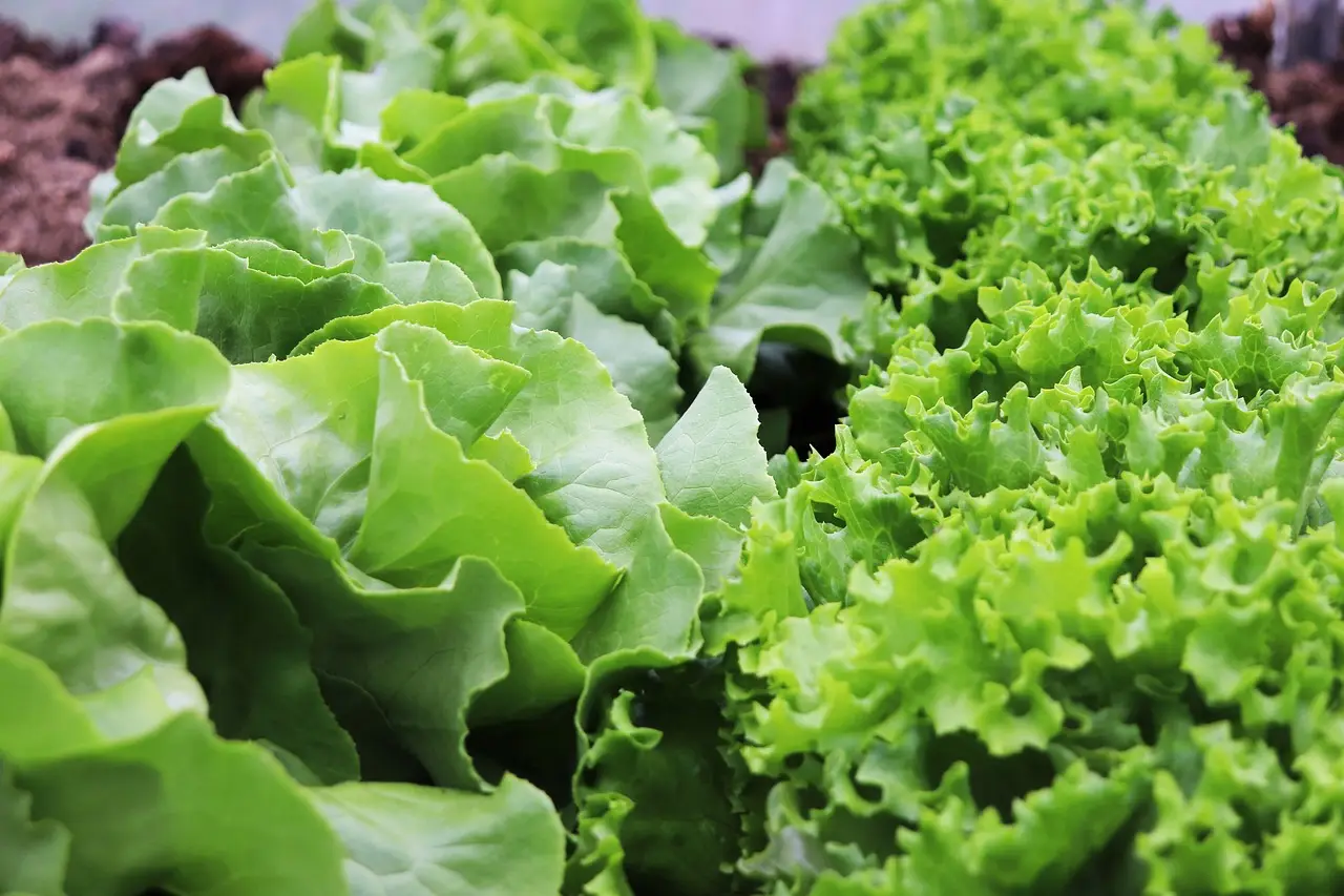Guida alla coltivazione continua dell’insalata Immagine selezionata