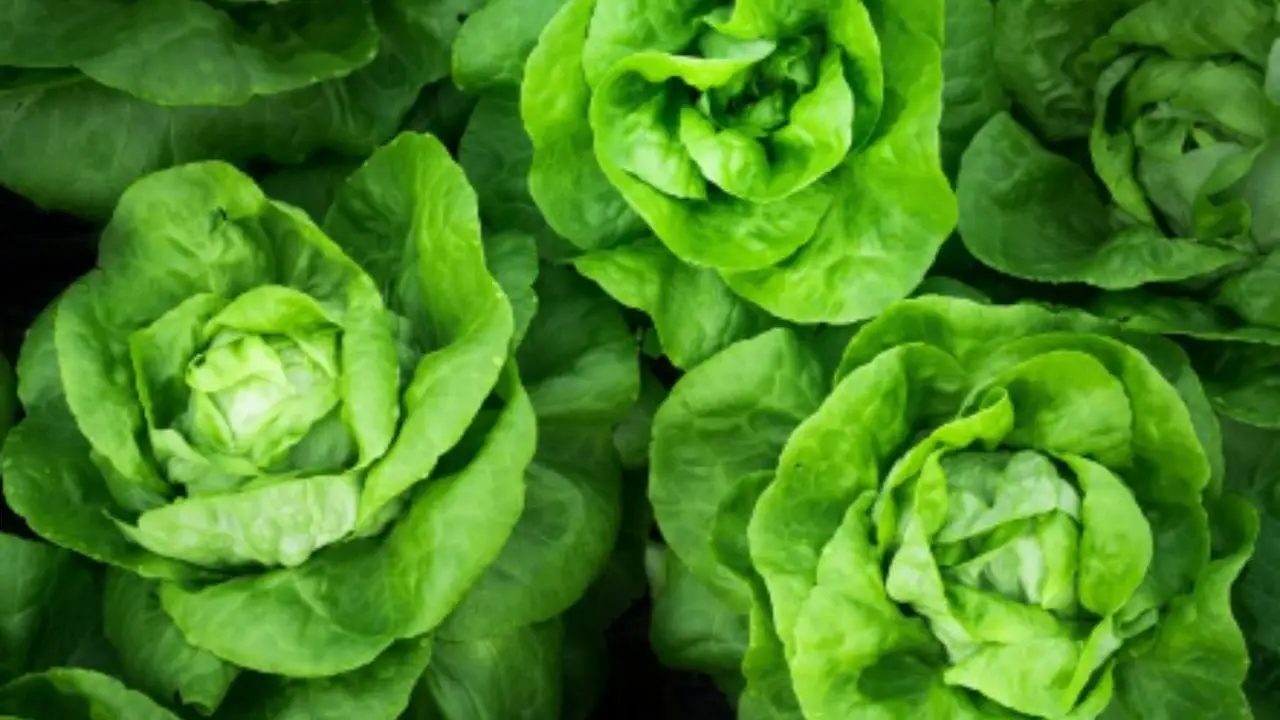 Guida alla coltivazione continua dell’insalata Immagine selezionata
