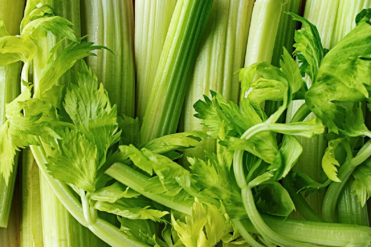 Sedano: i consigli per ottenere coste tenere e dal sapore delicato Immagine selezionata
