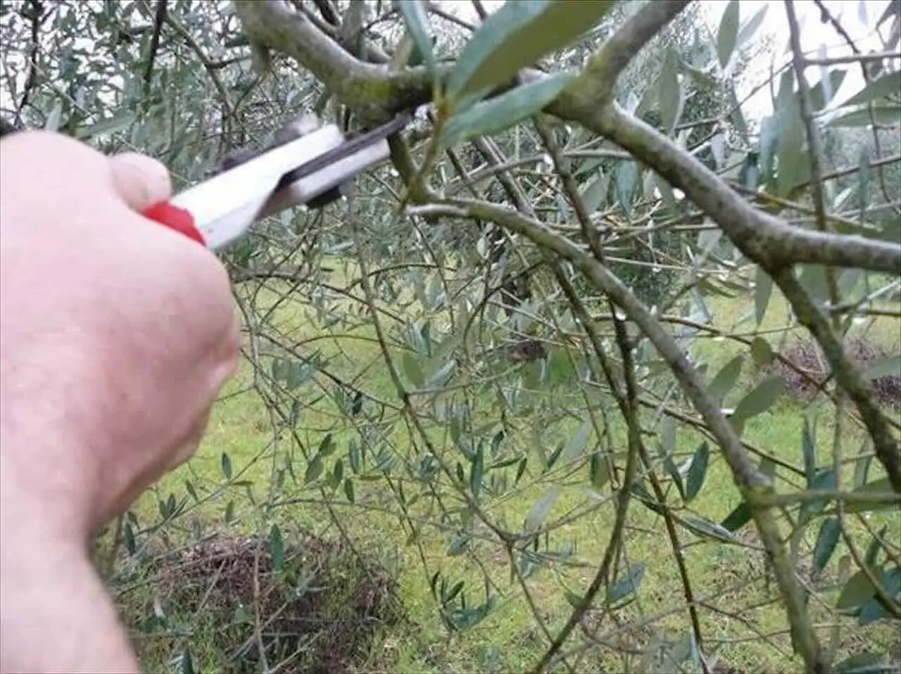Potatura dell’ulivo: ecco i 3 errori che rovinano il raccolto Immagine selezionata
