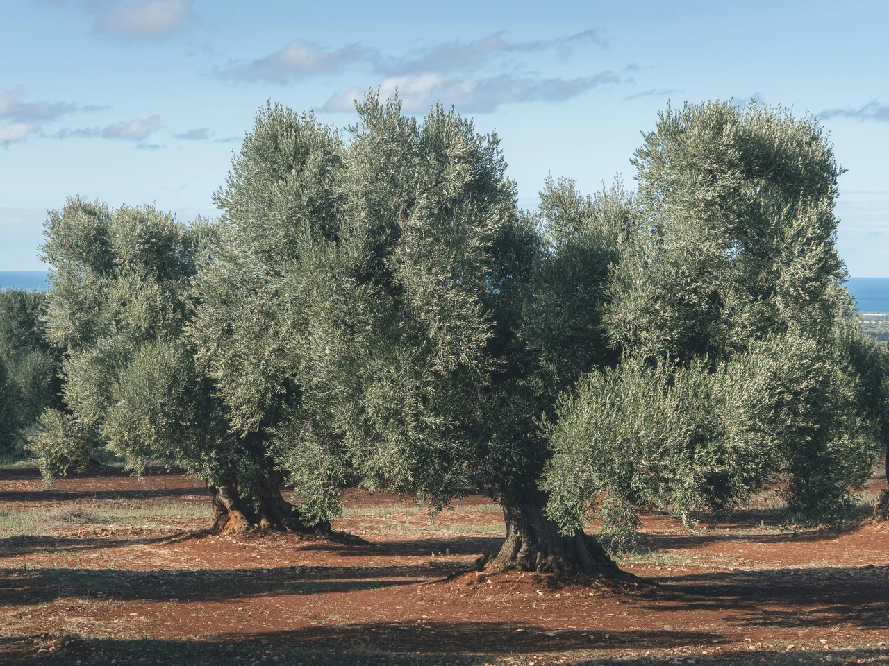Potatura dell’ulivo: ecco i 3 errori che rovinano il raccolto Immagine selezionata