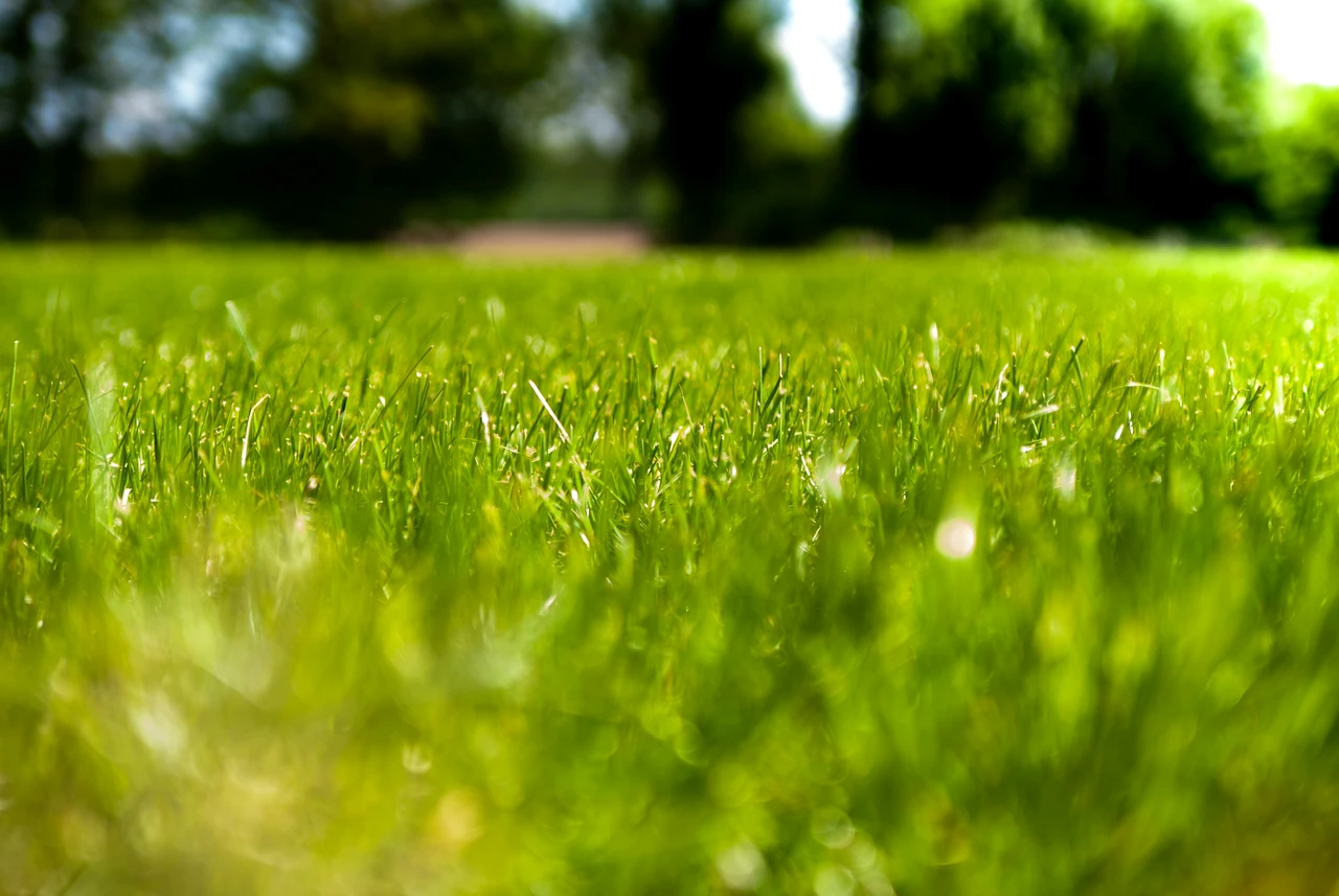 Come mantenere il prato sempre verde anche con poca acqua Immagine selezionata