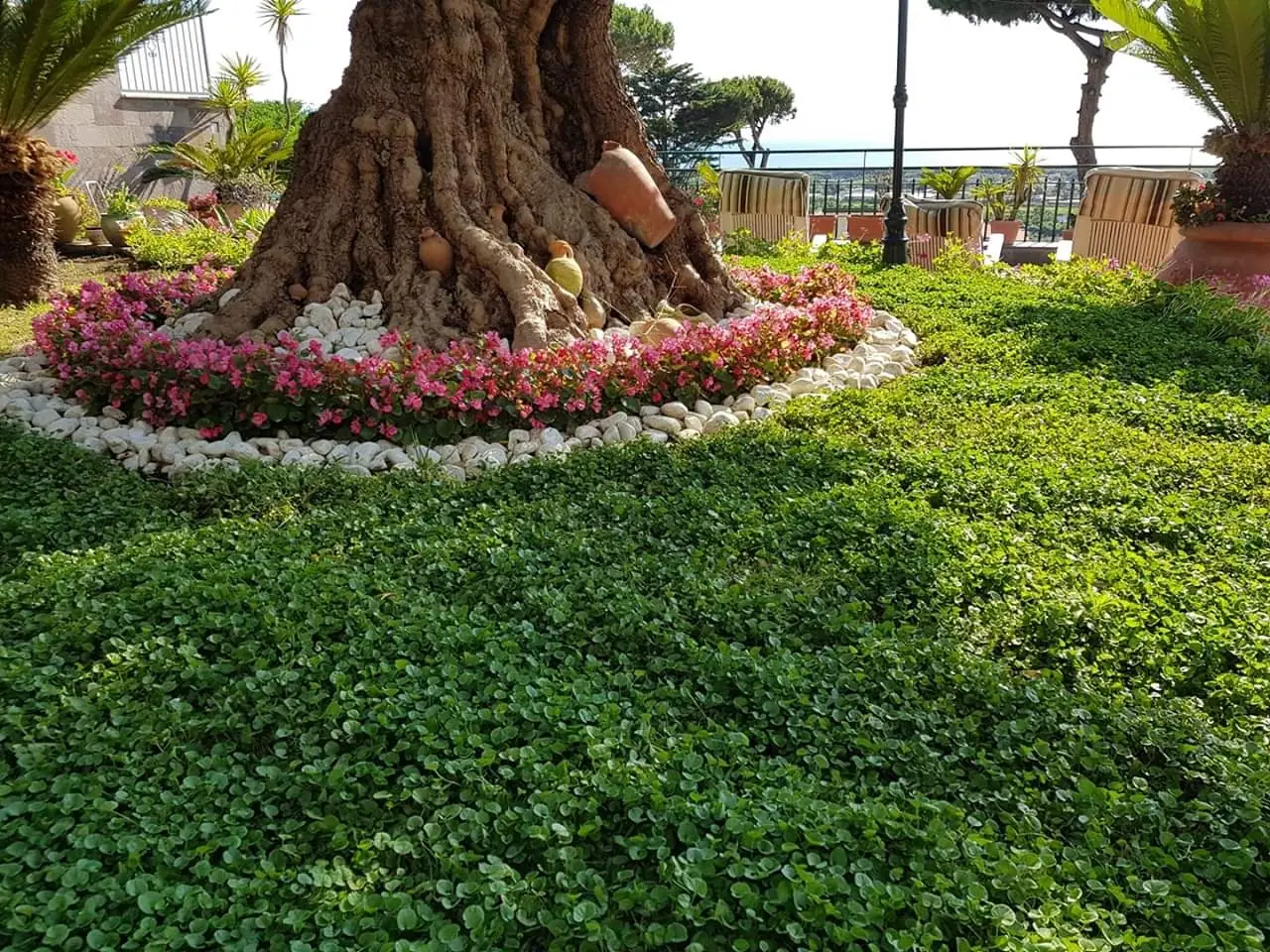 Come realizzare un giardino mediterraneo: ecco le piante più adatte