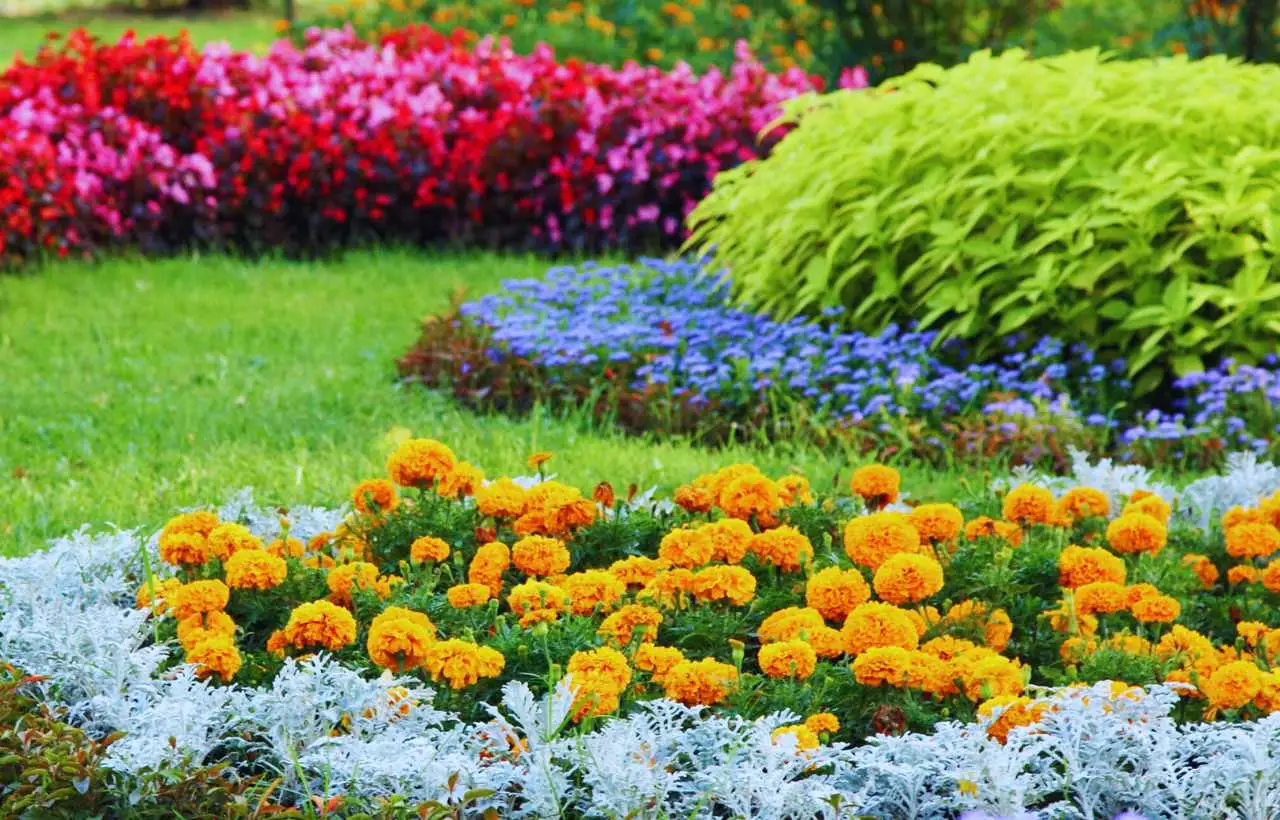 Come realizzare un giardino mediterraneo: ecco le piante più adatte Immagine selezionata