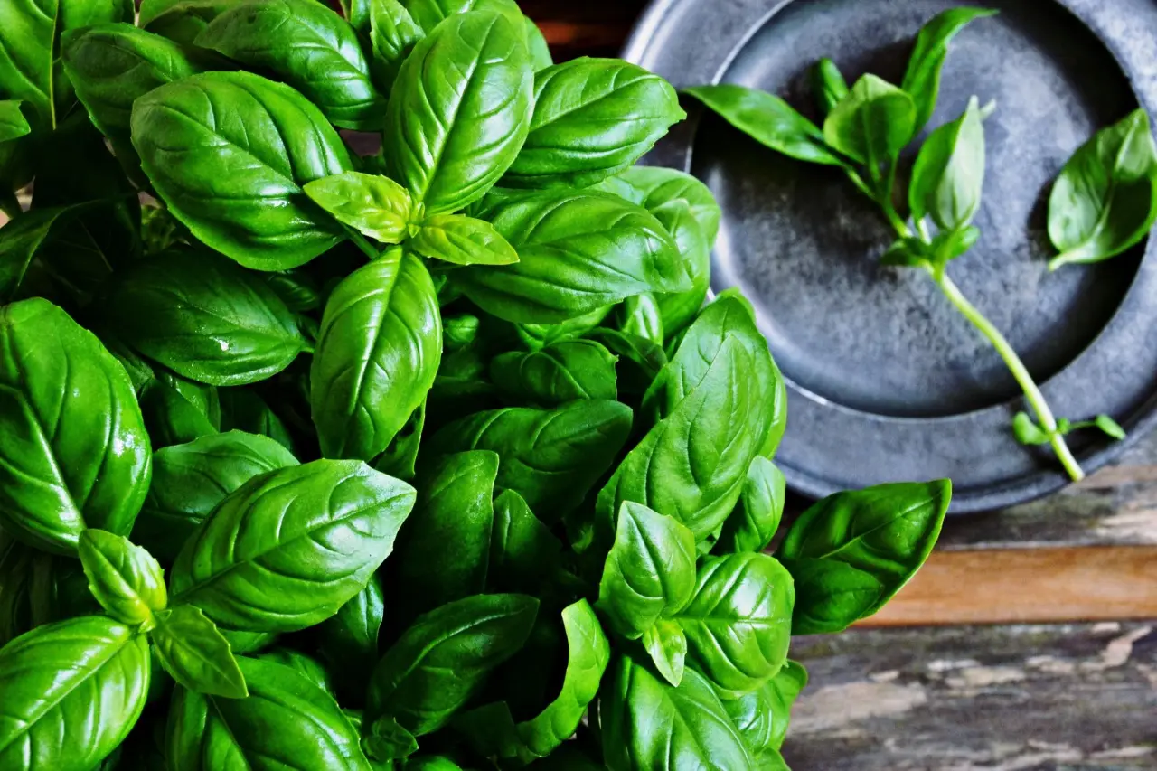 Basilico fresco tutto l’anno: il metodo efficace per coltivarlo sempre Basilico fresco tutto l’anno: il metodo efficace per coltivarlo sempre