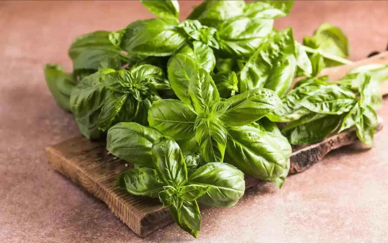 Basilico fresco tutto l’anno: il metodo efficace per coltivarlo sempre Immagine selezionata
