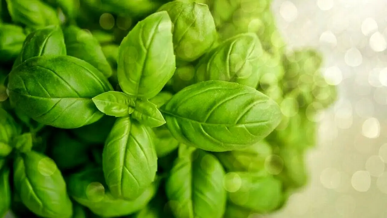 Basilico fresco tutto l’anno: il metodo efficace per coltivarlo sempre Immagine selezionata