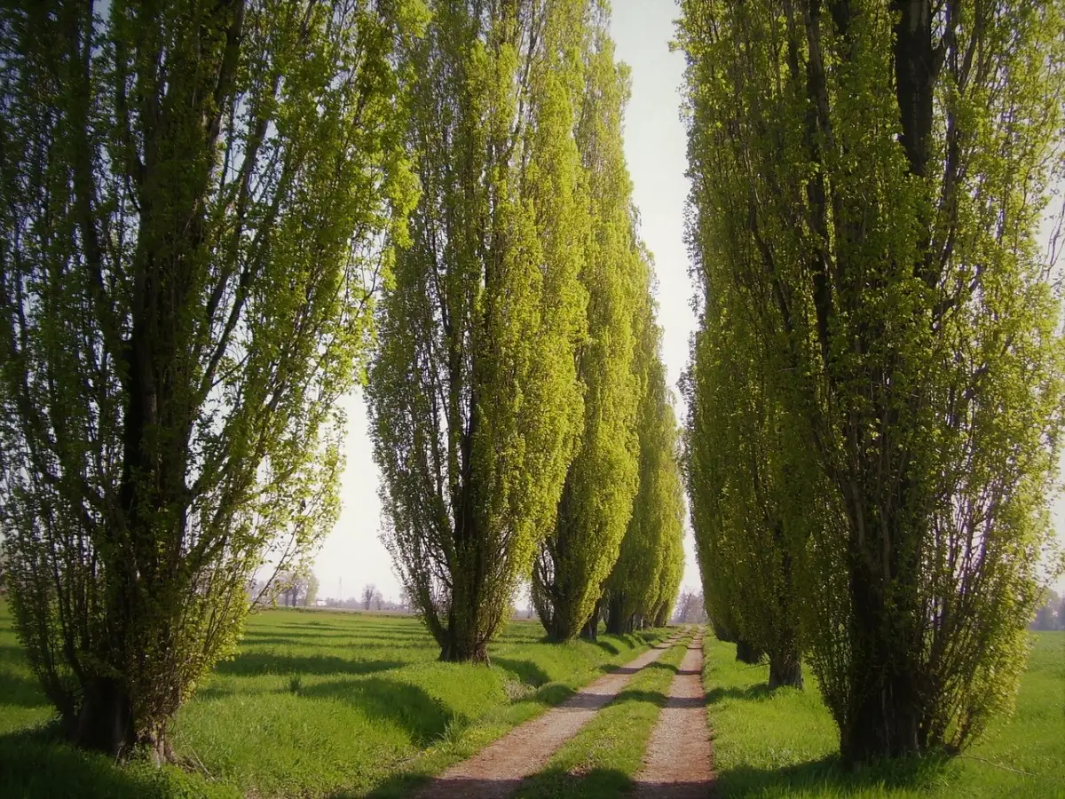 Attenzione a potare questi alberi in estate, si rischia di danneggiarli Attenzione a potare questi alberi in estate, si rischia di danneggiarli