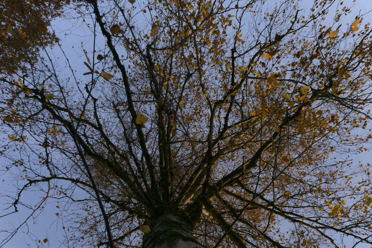 Attenzione a potare questi alberi in estate, si rischia di danneggiarli Immagine selezionata