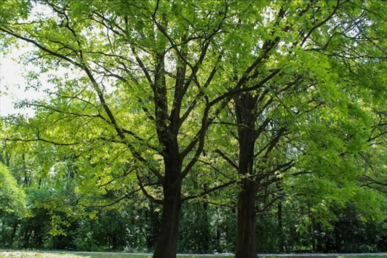 Attenzione a potare questi alberi in estate, si rischia di danneggiarli Immagine selezionata
