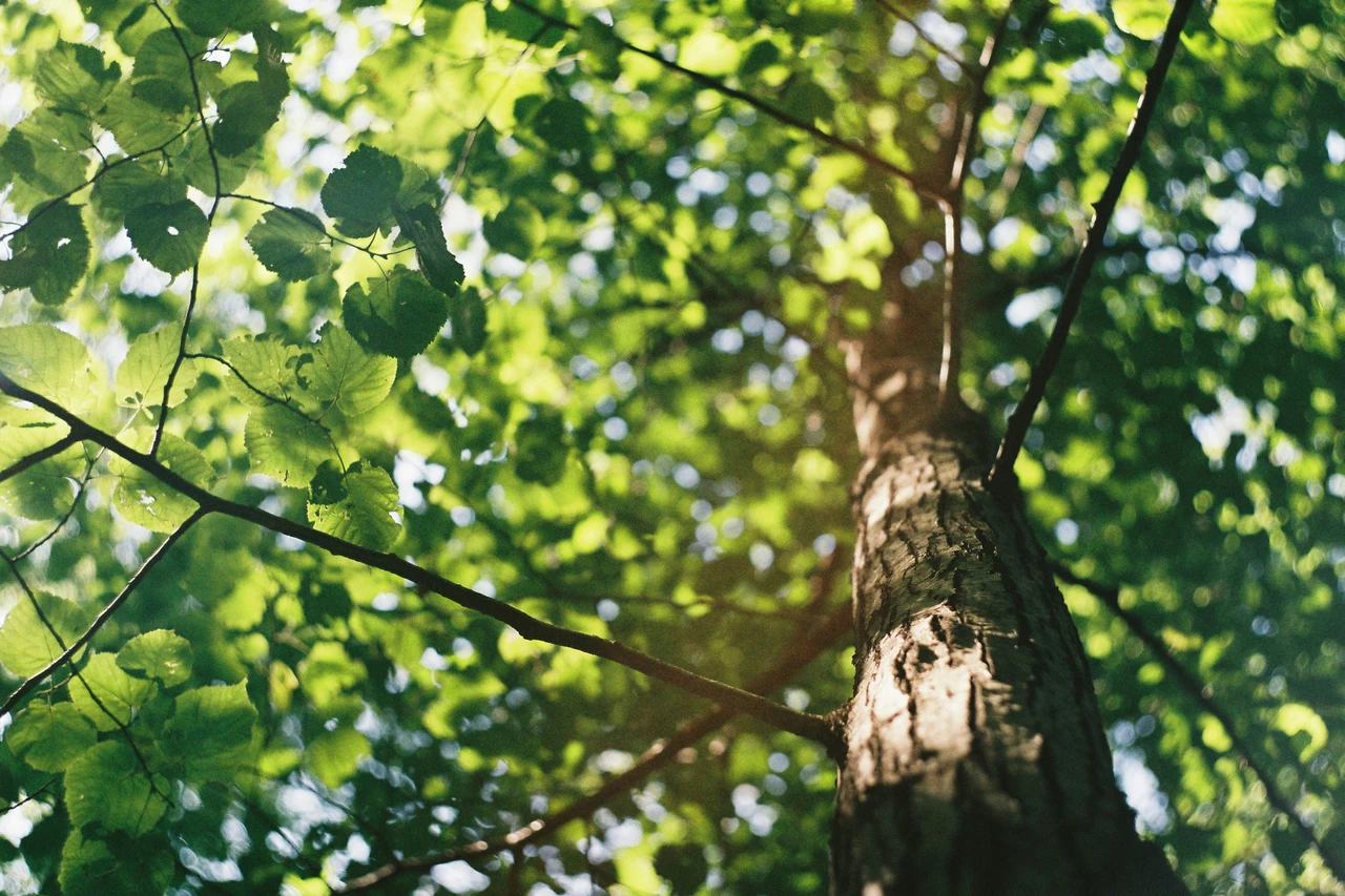 Attenzione a potare questi alberi in estate, si rischia di danneggiarli Immagine selezionata