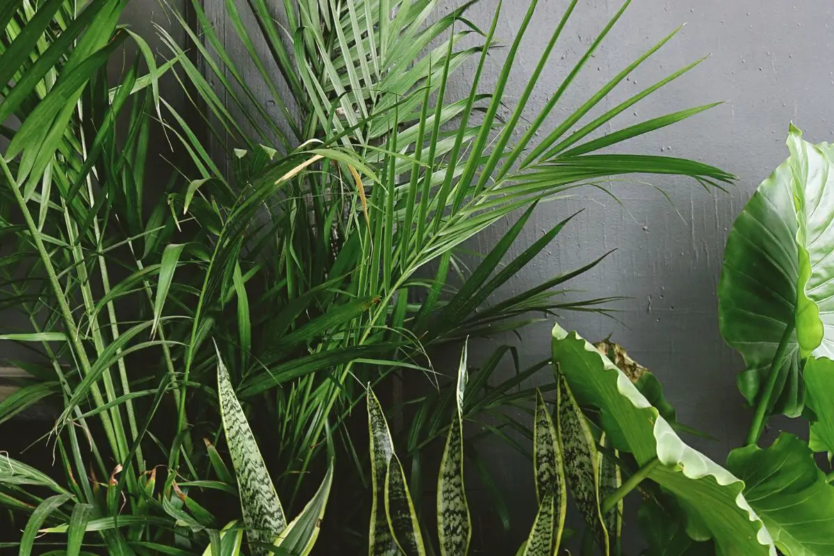 Non usare acqua fredda sulle piante tropicali: ecco il perché Immagine selezionata