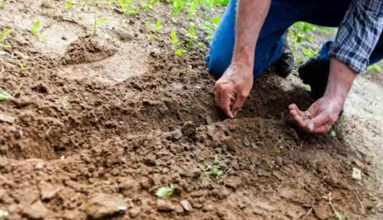 Troppa torba può nuocere al suolo: ecco i motivi