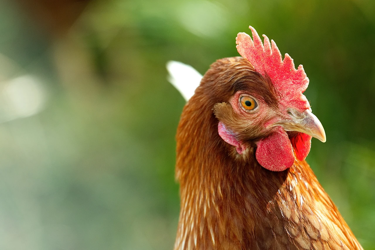 Parassiti nelle galline? Questo è il rimedio della nonna che funziona davvero contro i pidocchi e zecche Immagine selezionata