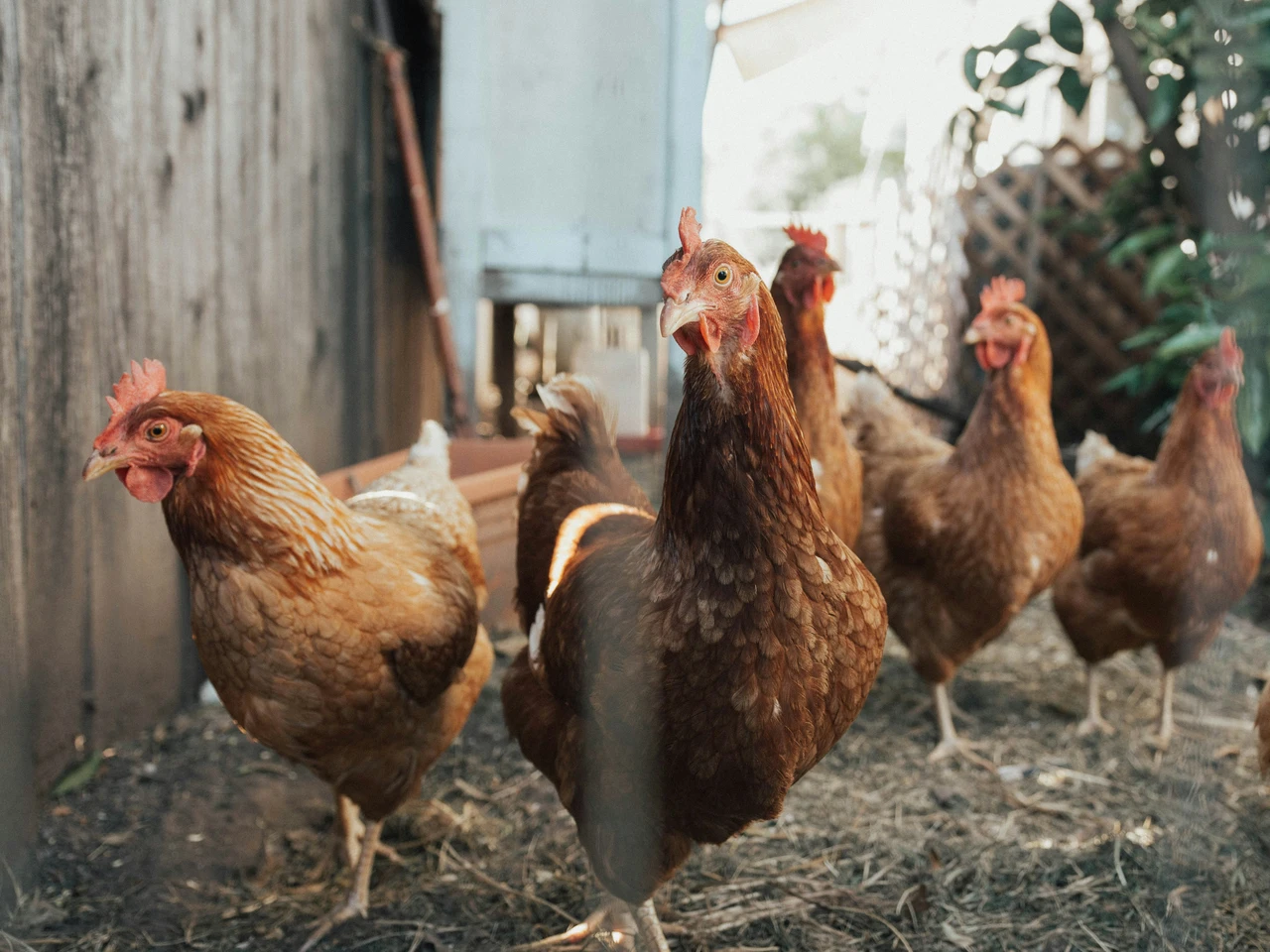 Parassiti nelle galline? Questo è il rimedio della nonna che funziona davvero contro i pidocchi e zecche Immagine selezionata