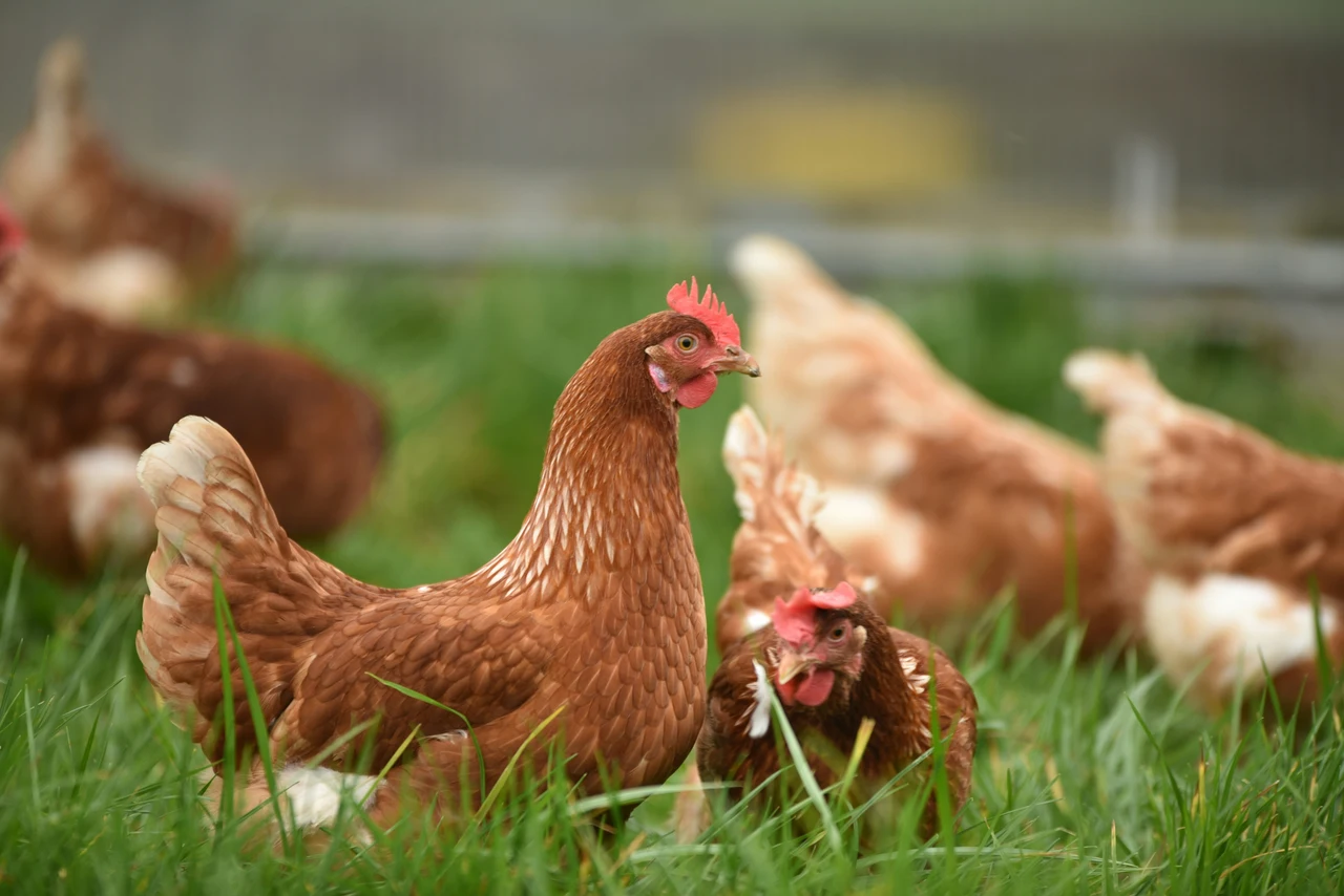 Parassiti nelle galline? Questo è il rimedio della nonna che funziona davvero contro i pidocchi e zecche Immagine selezionata