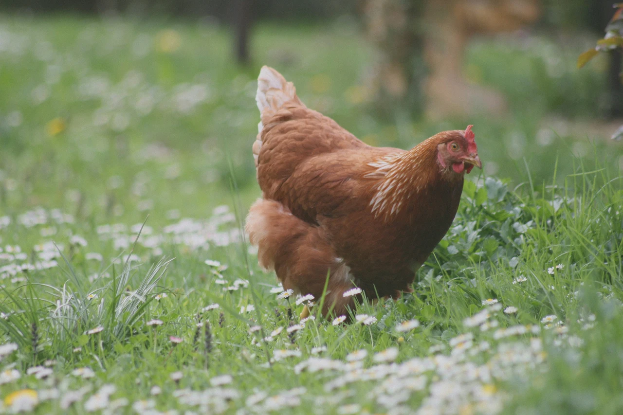 Parassiti nelle galline? Questo è il rimedio della nonna che funziona davvero contro i pidocchi e zecche Immagine selezionata