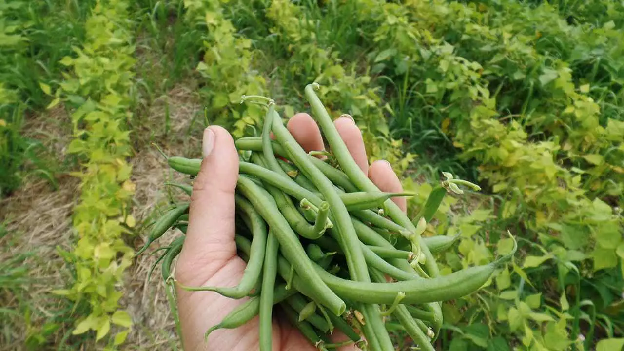 Coltivare fagiolini perfetti in vaso: ecco il metodo facile in tre mosse Coltivare fagiolini perfetti in vaso: ecco il metodo facile in tre mosse