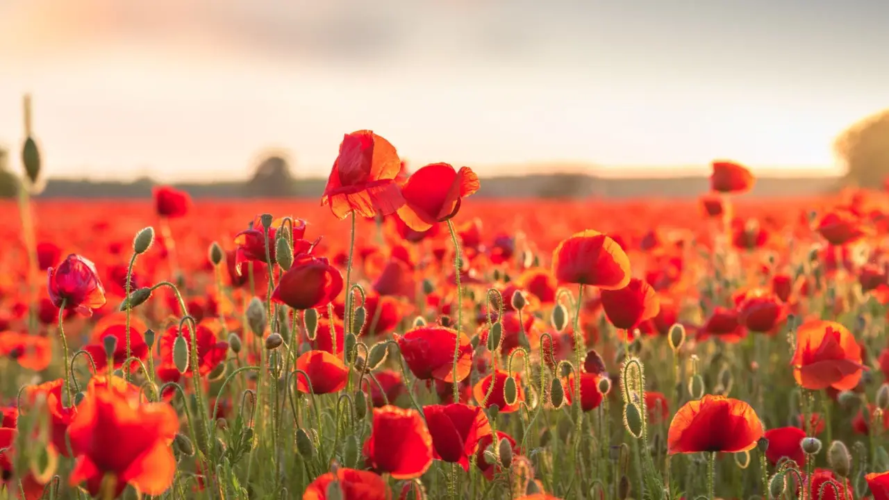 Quali fiori piantare a maggio, per ottenere una fioritura straordinaria in estate Quali fiori piantare a maggio, per ottenere una fioritura straordinaria in estate