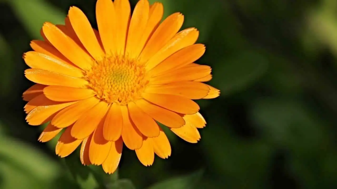 Quali fiori piantare a maggio, per ottenere una fioritura straordinaria in estate Immagine selezionata