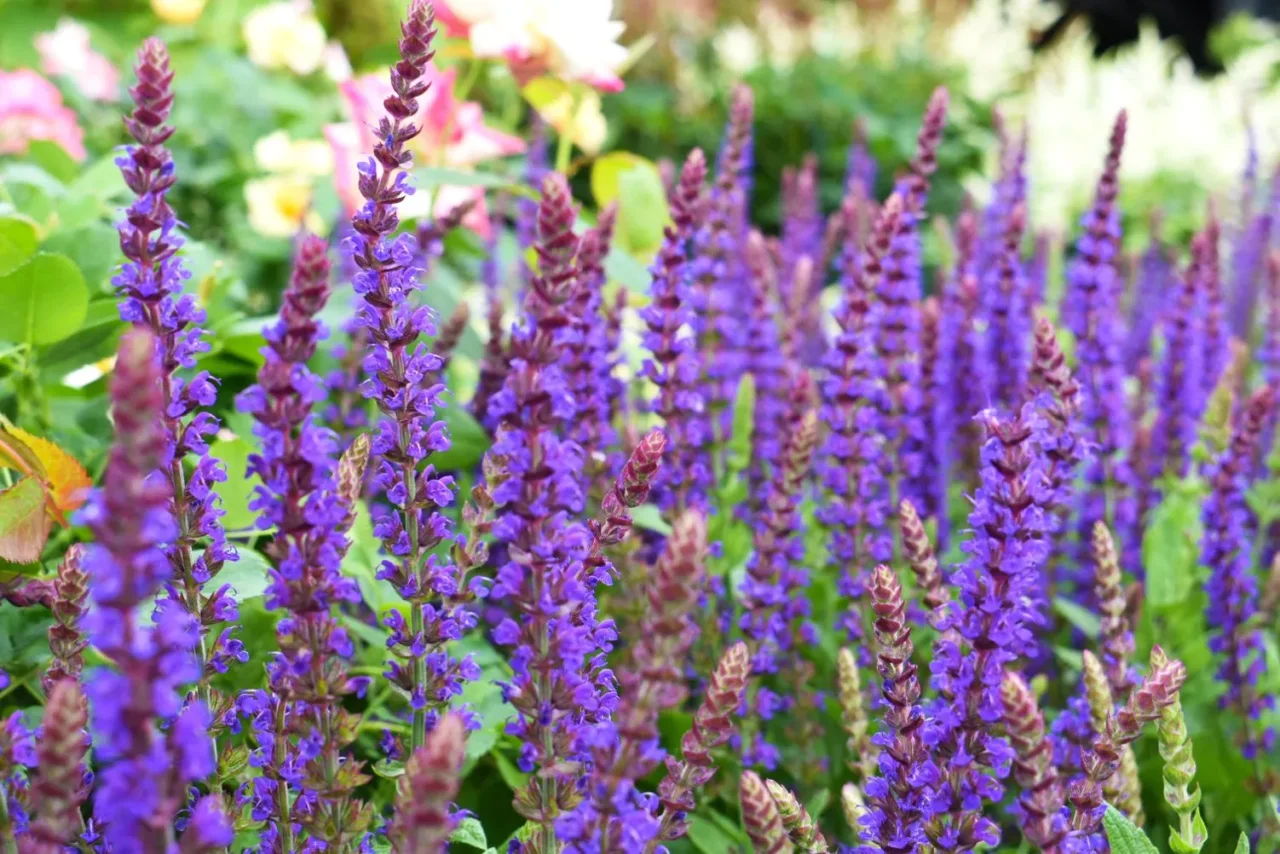Quali fiori piantare a maggio, per ottenere una fioritura straordinaria in estate Immagine selezionata