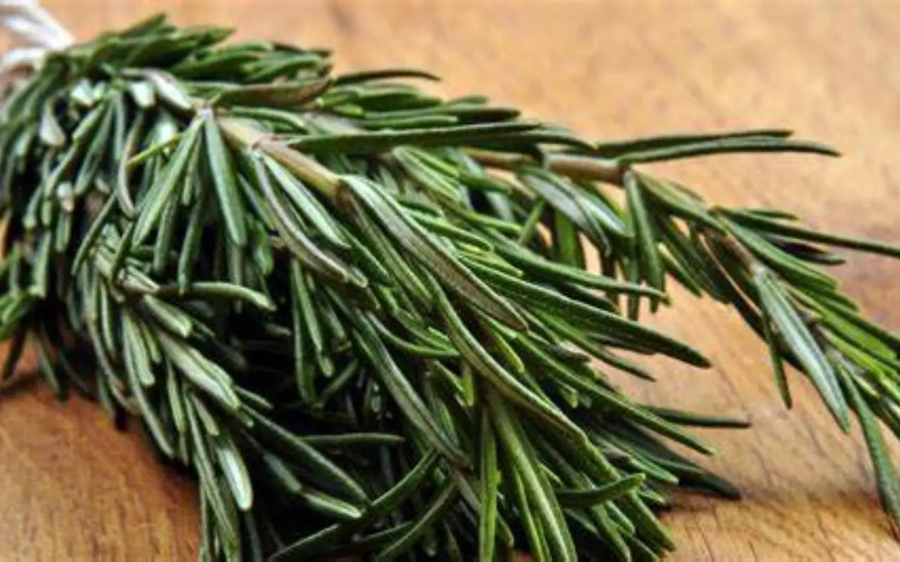 Come ottenere un rosmarino rigoglioso con il metodo non convenzionale del giardinaggio la guida completa Come ottenere un rosmarino rigoglioso con il metodo non convenzionale del giardinaggio la guida completa