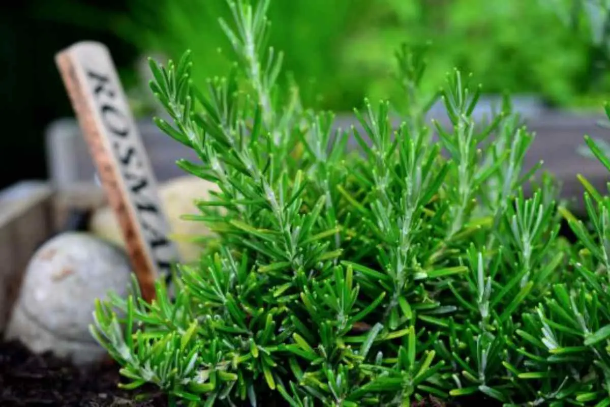 Come ottenere un rosmarino rigoglioso con il metodo non convenzionale del giardinaggio la guida completa Immagine selezionata