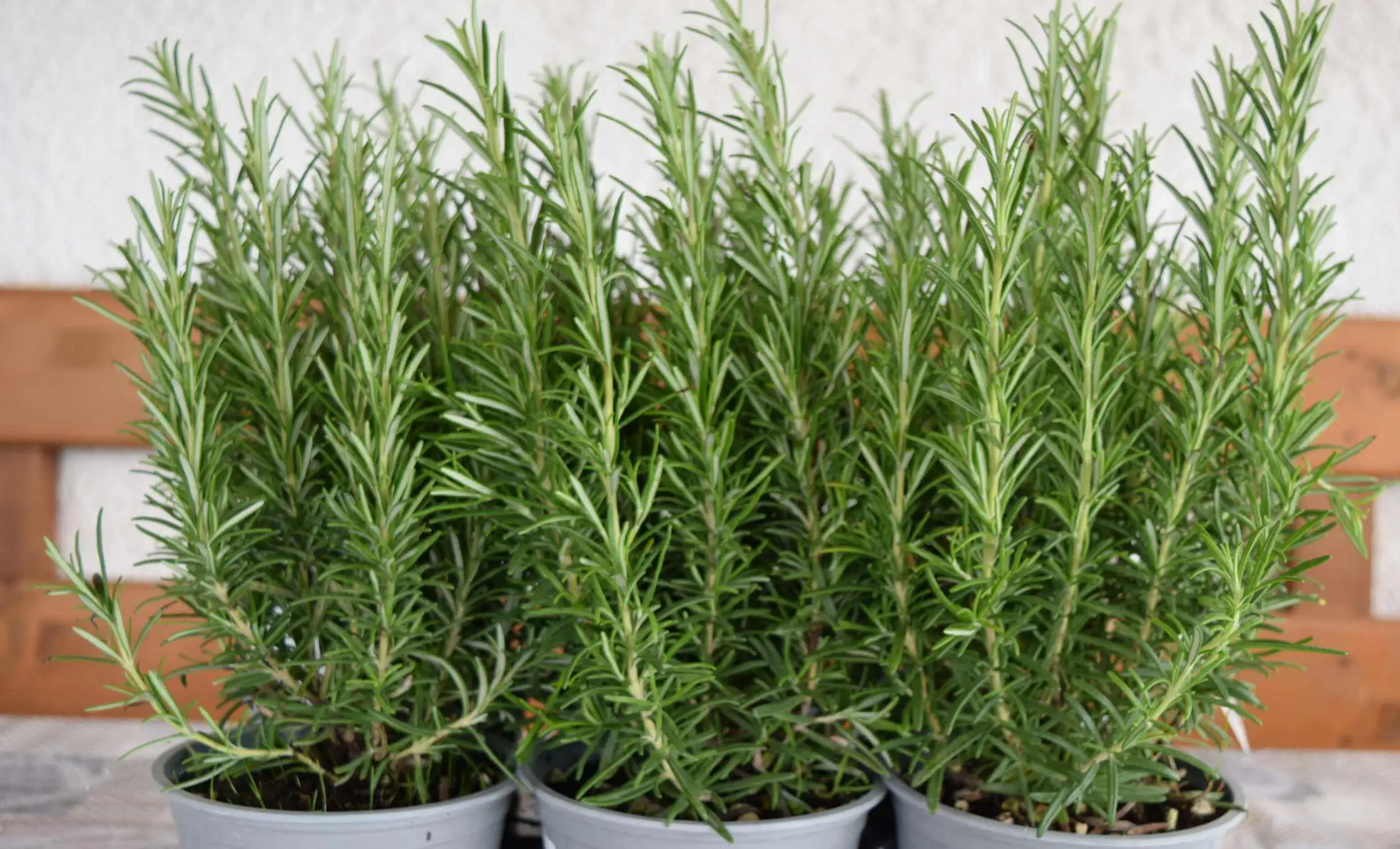 Come ottenere un rosmarino rigoglioso con il metodo non convenzionale del giardinaggio la guida completa Immagine selezionata
