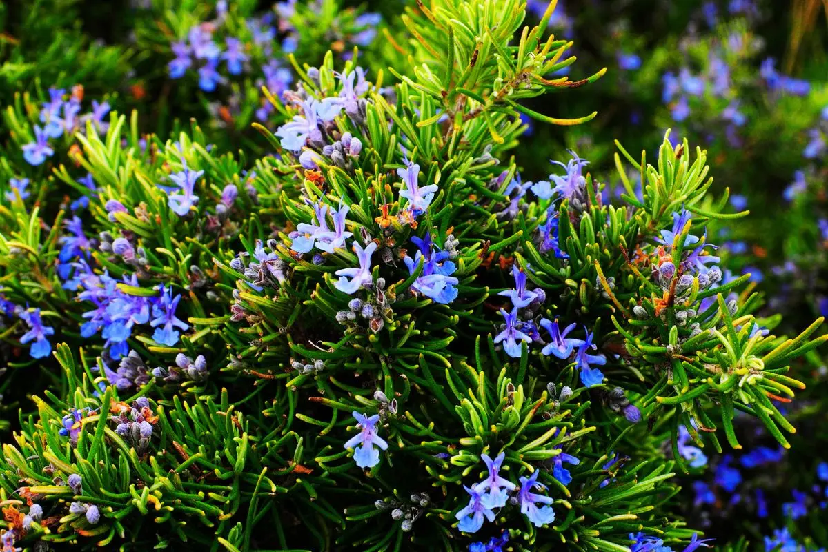 Come ottenere un rosmarino rigoglioso con il metodo non convenzionale del giardinaggio la guida completa Immagine selezionata