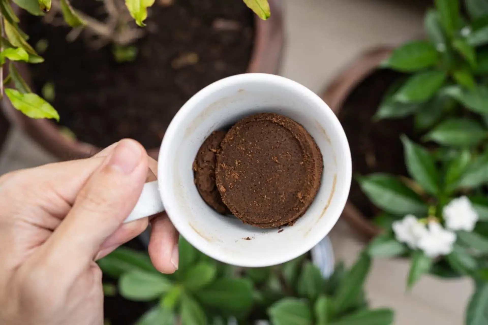 Caffè in giardino i consigli per nutrire le piante Caffè in giardino i consigli per nutrire le piante
