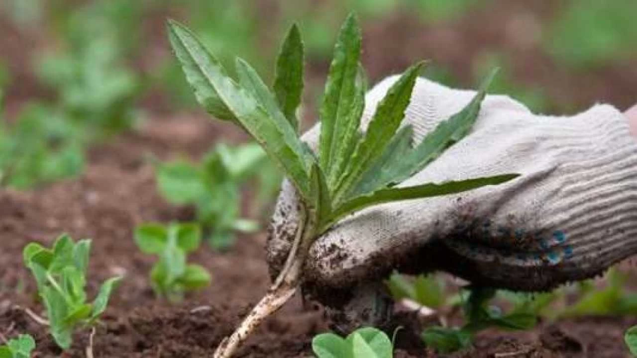 Il metodo economico dei giardinieri per rimuovere le erbacce tra le mattonelle Il metodo economico dei giardinieri per rimuovere le erbacce tra le mattonelle