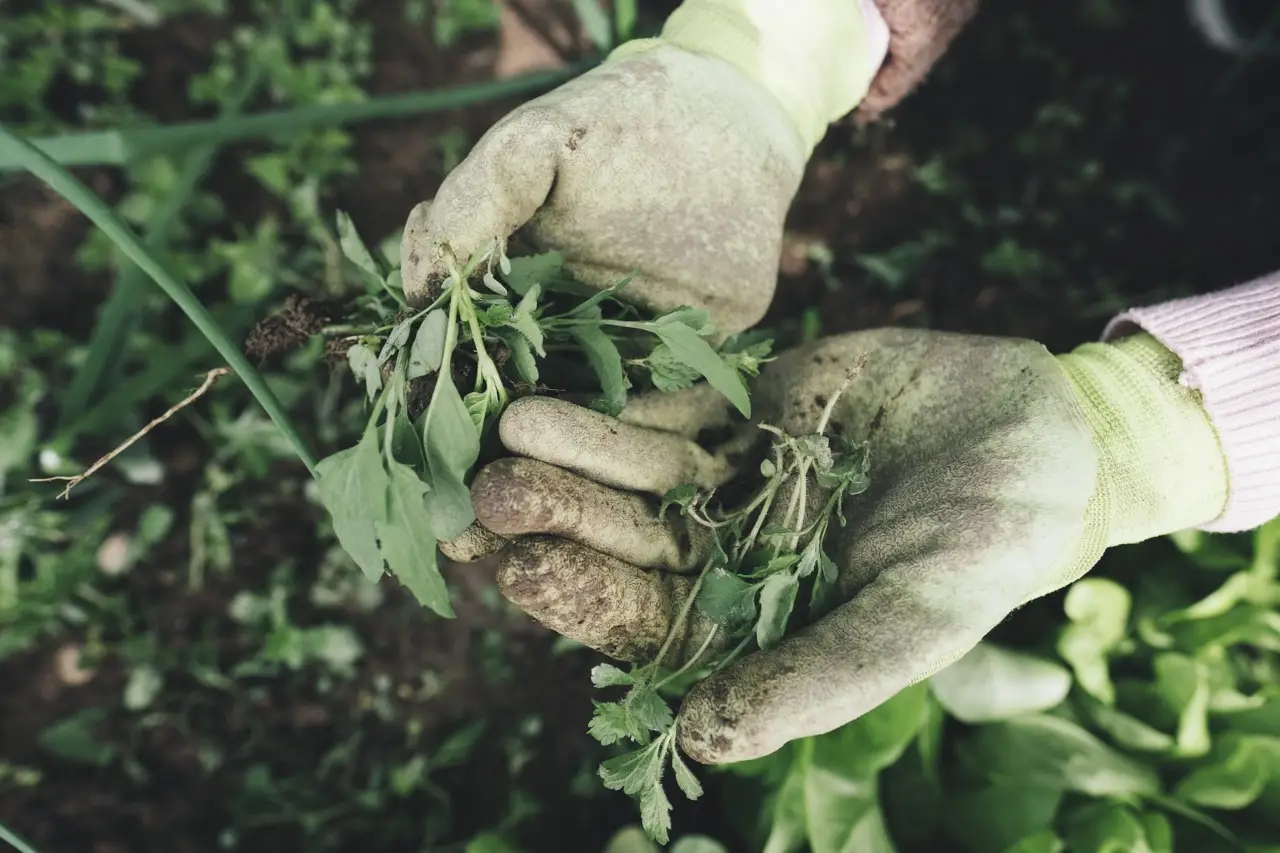Il metodo economico dei giardinieri per rimuovere le erbacce tra le mattonelle Il metodo economico dei giardinieri per rimuovere le erbacce tra le mattonelle