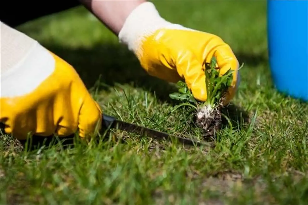 Il metodo economico dei giardinieri per rimuovere le erbacce tra le mattonelle Il metodo economico dei giardinieri per rimuovere le erbacce tra le mattonelle