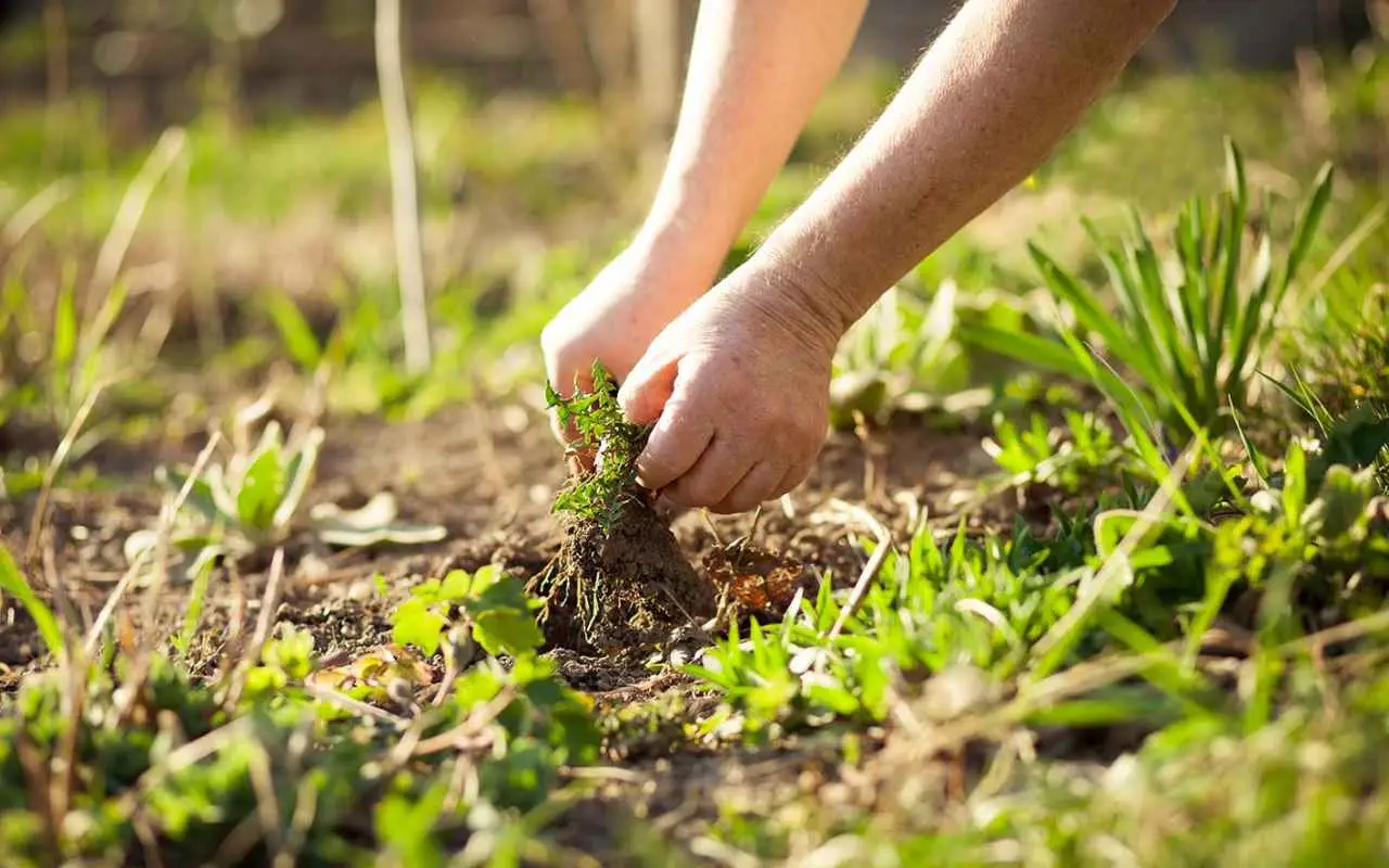 Il metodo economico dei giardinieri per rimuovere le erbacce tra le mattonelle Il metodo economico dei giardinieri per rimuovere le erbacce tra le mattonelle