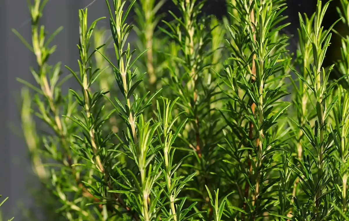 Perché il rosmarino non cresce? Ecco cosa devi fare per salvarlo Perché il rosmarino non cresce? Ecco cosa devi fare per salvarlo