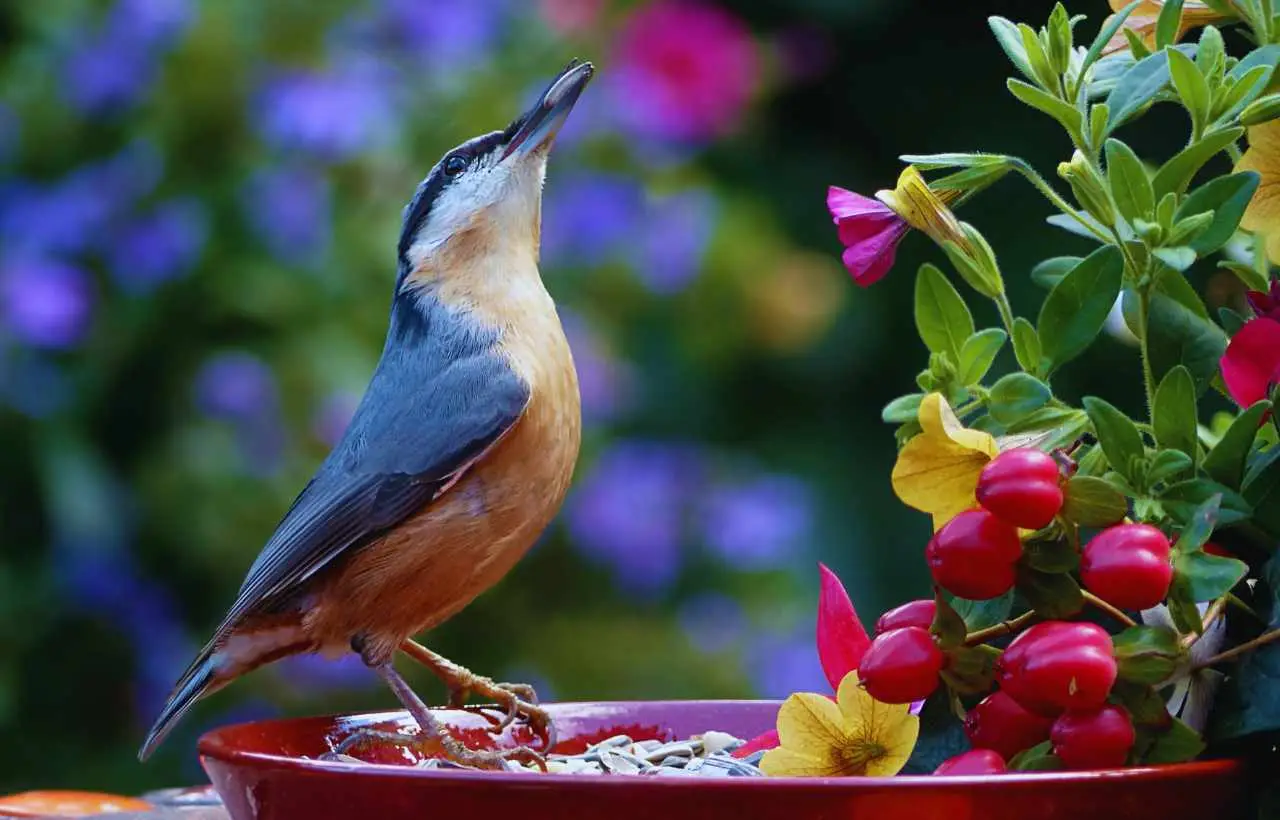 Come allontanare gli uccelli dall’orto senza usare reti Come allontanare gli uccelli dall’orto senza usare reti