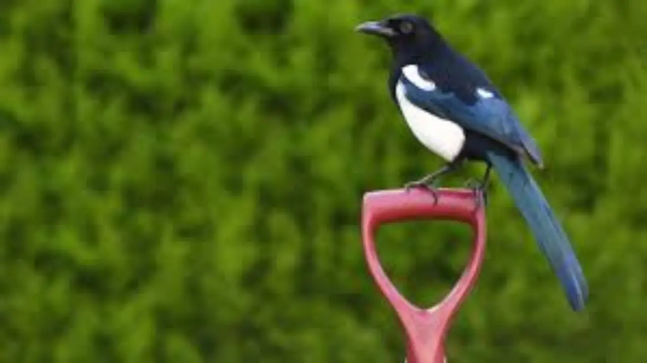 Come allontanare gli uccelli dall’orto senza usare reti Come allontanare gli uccelli dall’orto senza usare reti