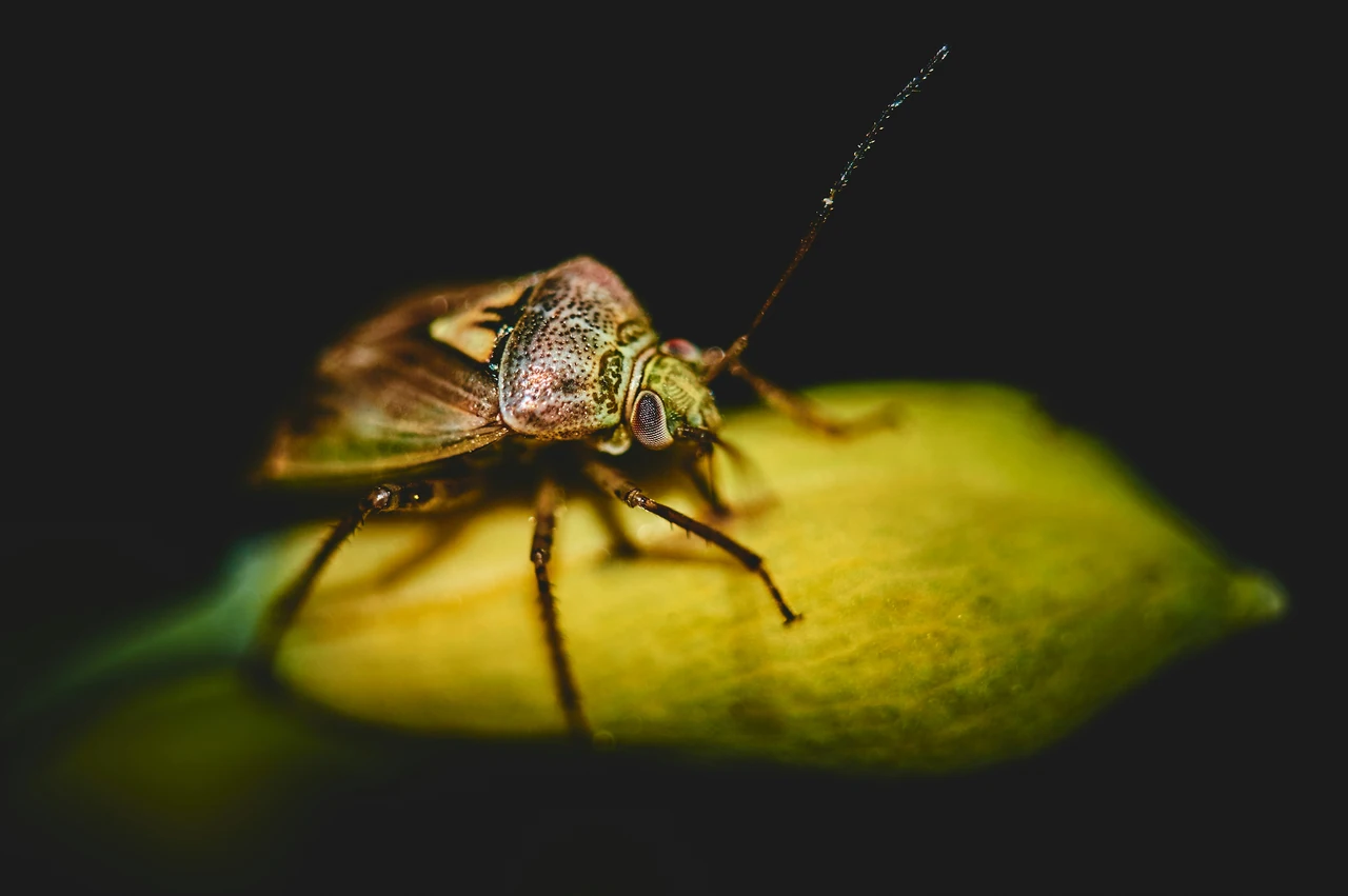 Attenzione agli insetti notturni: agiscono quando non li vedi Attenzione agli insetti notturni: agiscono quando non li vedi