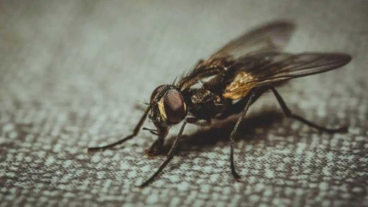 Attenzione agli insetti notturni: agiscono quando non li vedi Attenzione agli insetti notturni: agiscono quando non li vedi