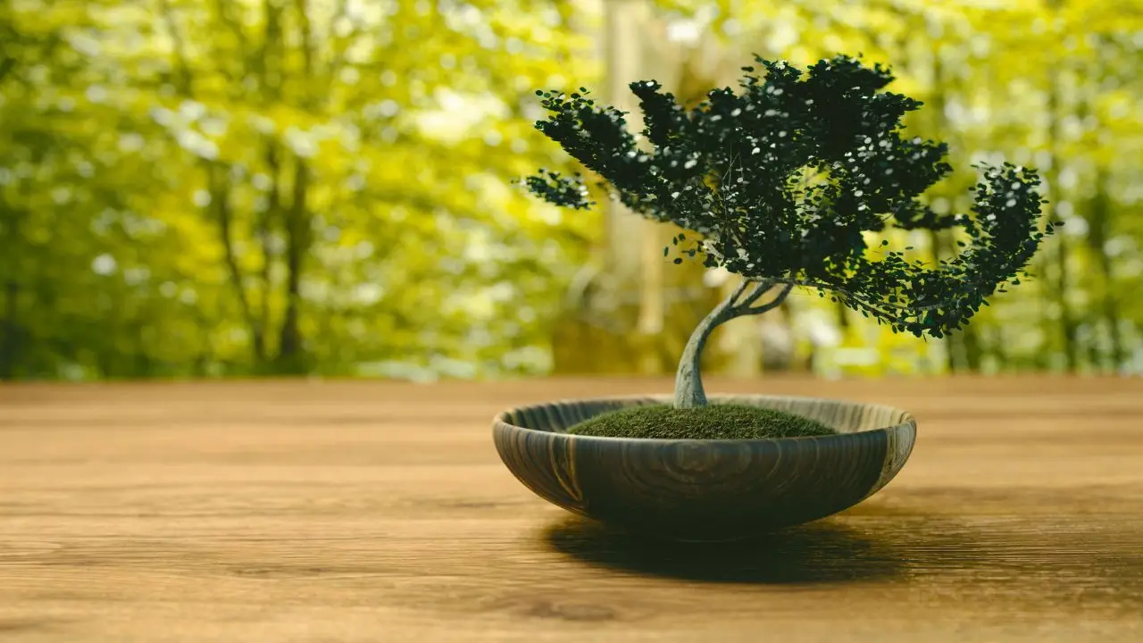 Bonsai: tutti i segreti per una cura perfetta, il consiglio degli esperti Bonsai: tutti i segreti per una cura perfetta, il consiglio degli esperti