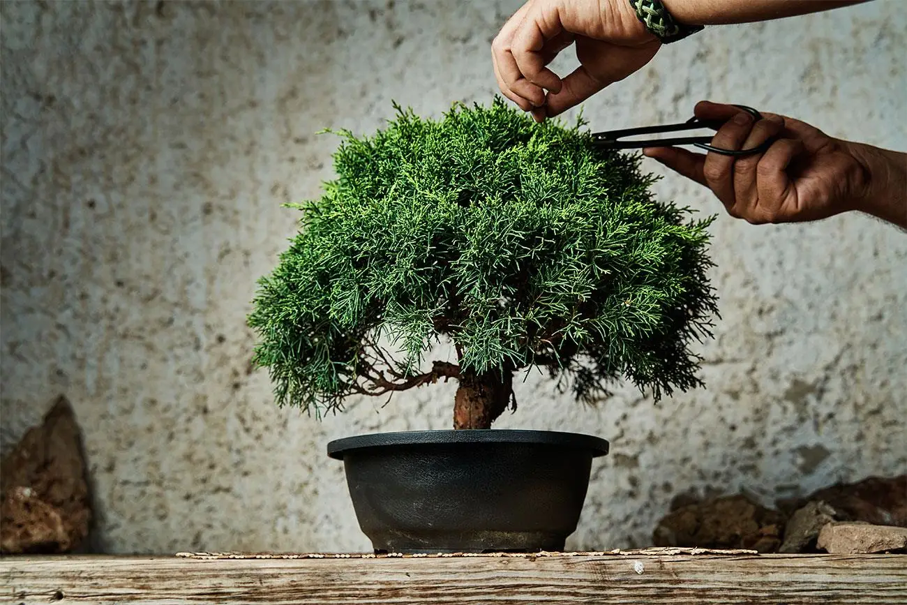 Bonsai: tutti i segreti per una cura perfetta, il consiglio degli esperti Bonsai: tutti i segreti per una cura perfetta, il consiglio degli esperti