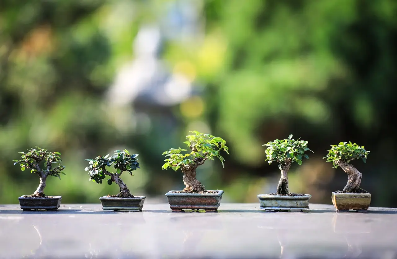 Bonsai: tutti i segreti per una cura perfetta, il consiglio degli esperti Bonsai: tutti i segreti per una cura perfetta, il consiglio degli esperti