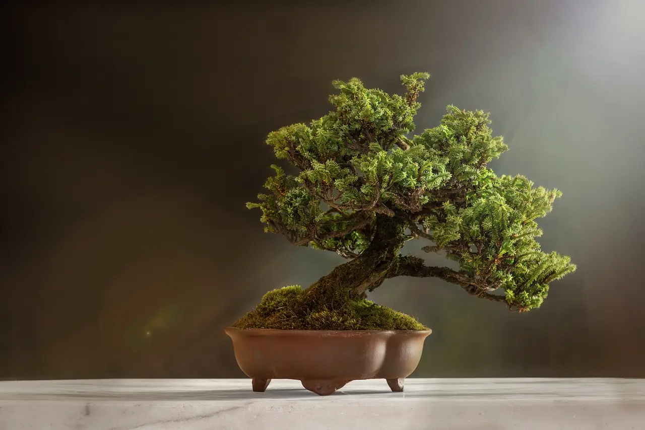 Bonsai: tutti i segreti per una cura perfetta, il consiglio degli esperti Bonsai: tutti i segreti per una cura perfetta, il consiglio degli esperti